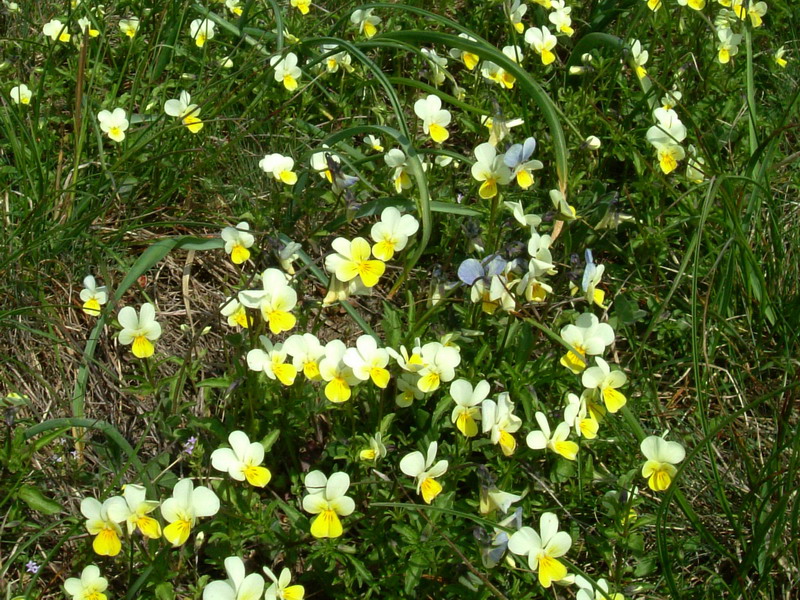 Viola tricolor